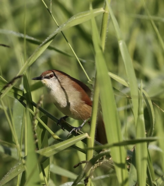 Yellow-chinned Spinetail - ML619543226
