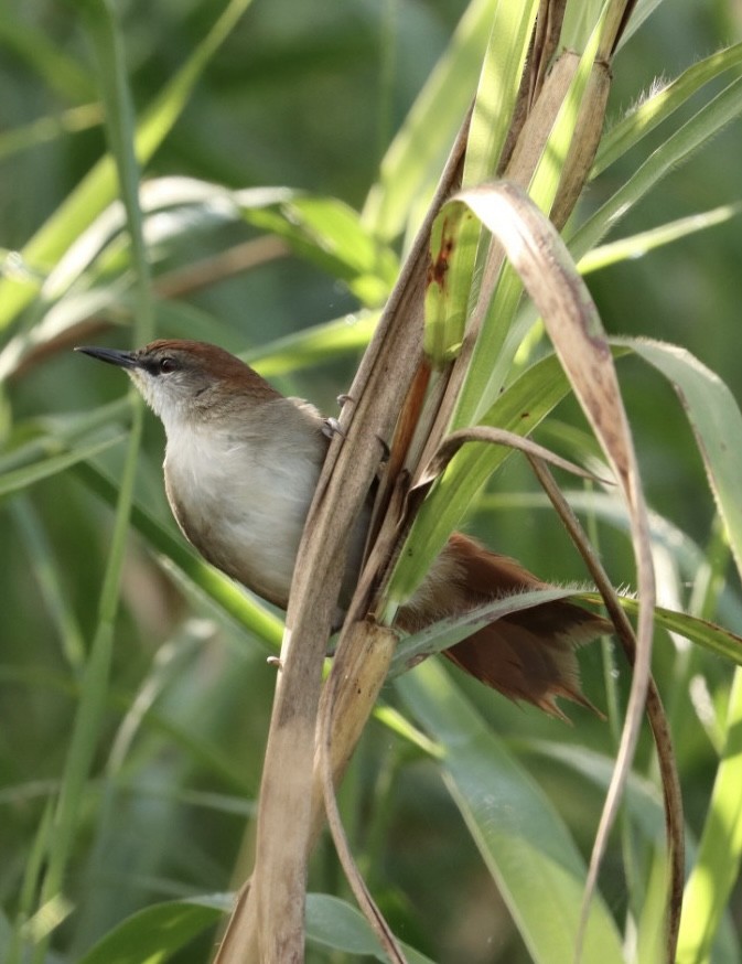 Yellow-chinned Spinetail - ML619543227
