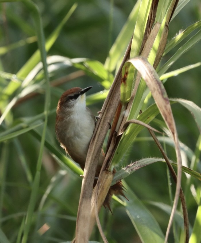 Yellow-chinned Spinetail - ML619543229