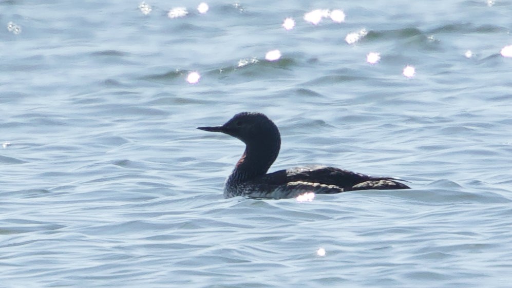 Red-throated Loon - ML619543262