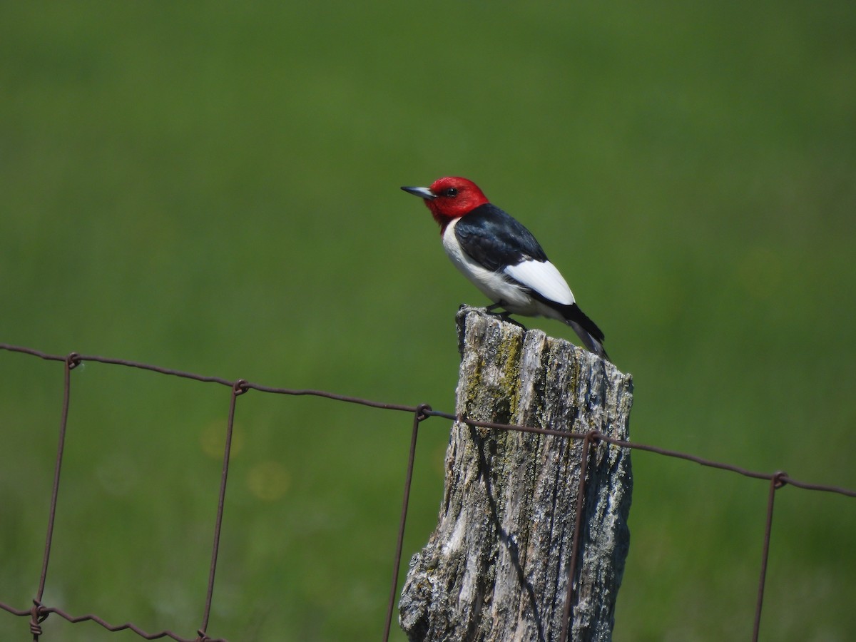 Red-headed Woodpecker - ML619543266