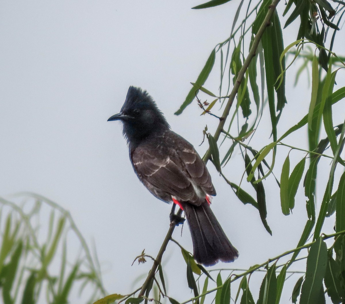 Red-vented Bulbul - ML619543296
