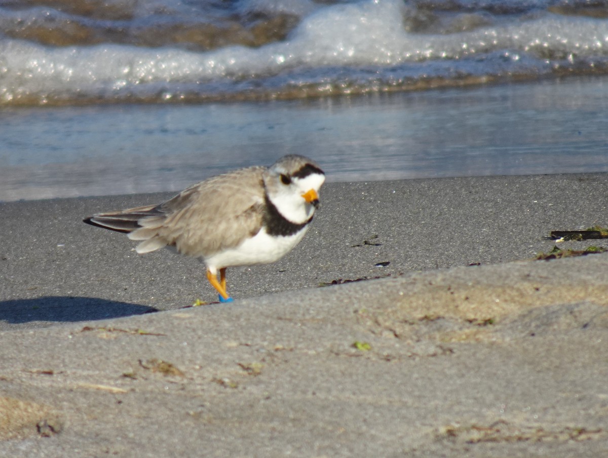 Piping Plover - ML619543298