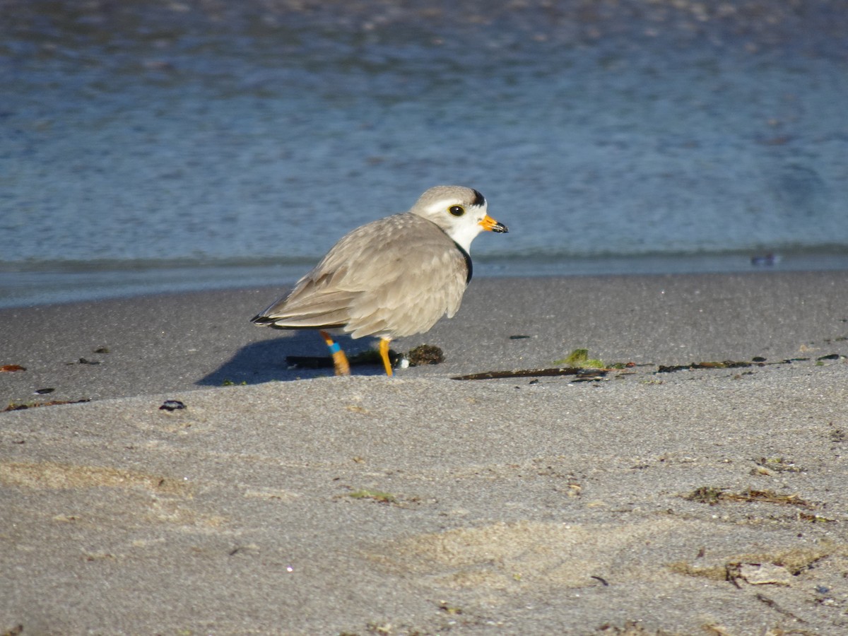 Piping Plover - ML619543309