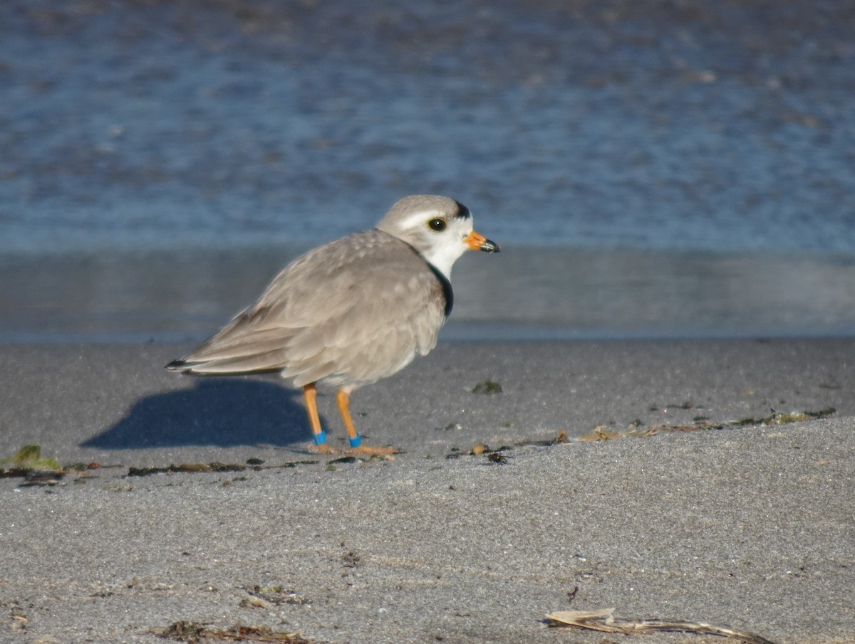 Piping Plover - ML619543317