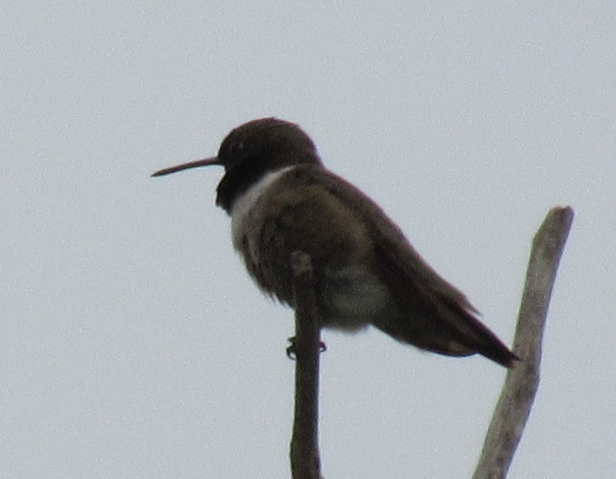 Black-chinned Hummingbird - ML619543325