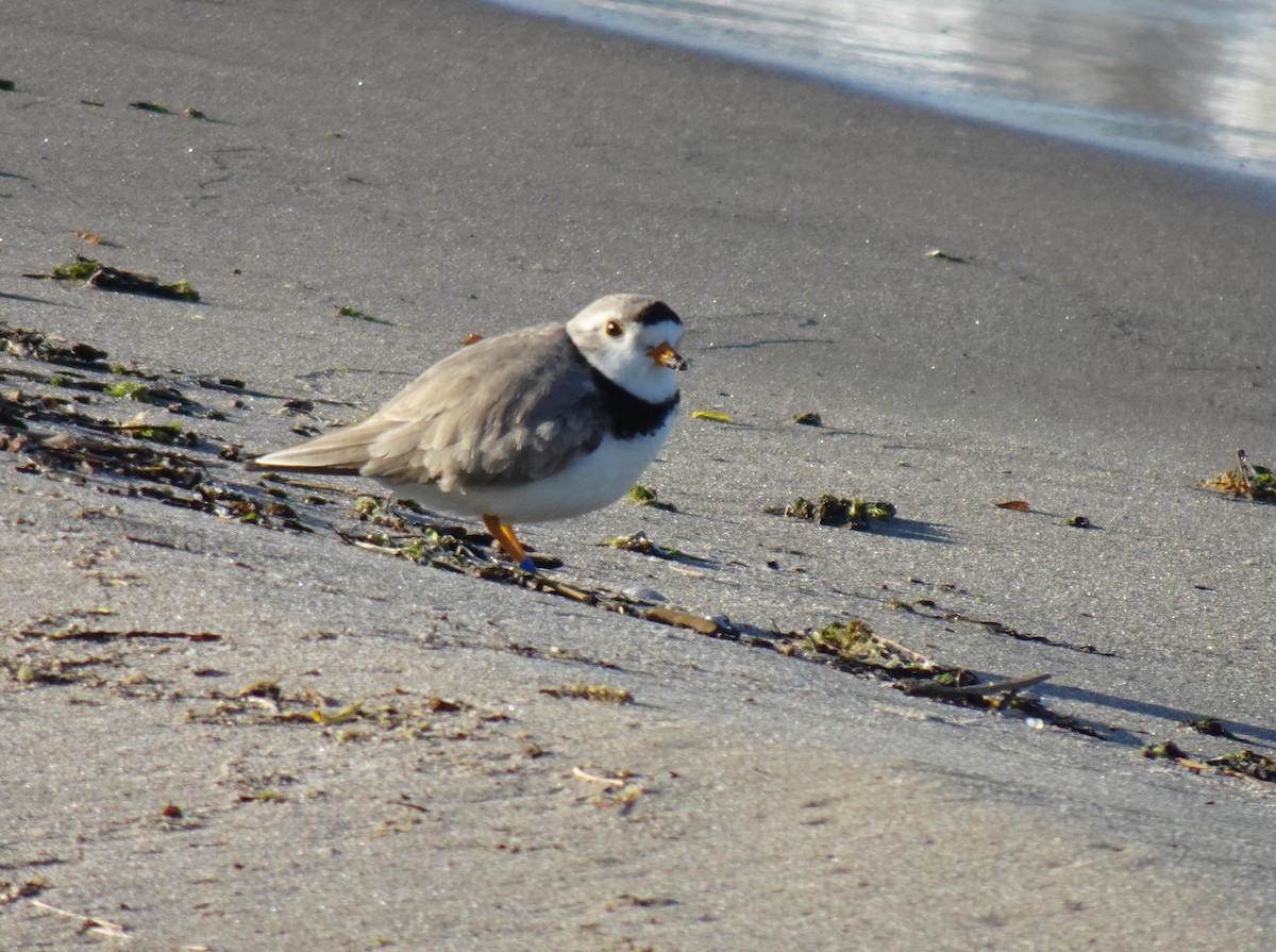 Piping Plover - ML619543327