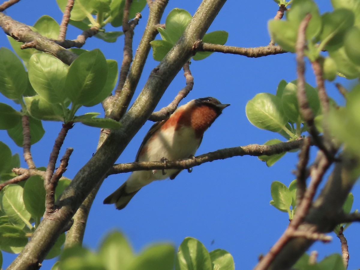 Bay-breasted Warbler - ML619543337