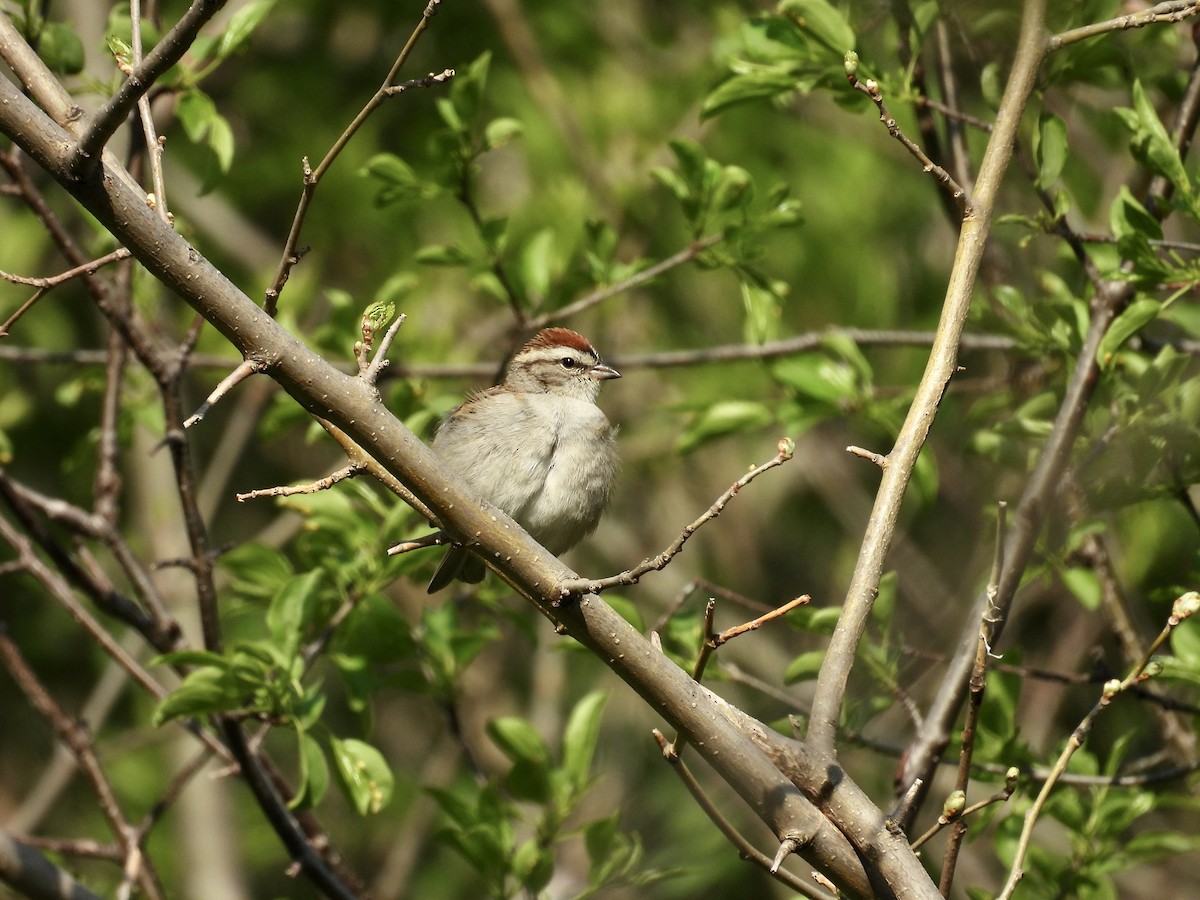 Chipping Sparrow - ML619543369