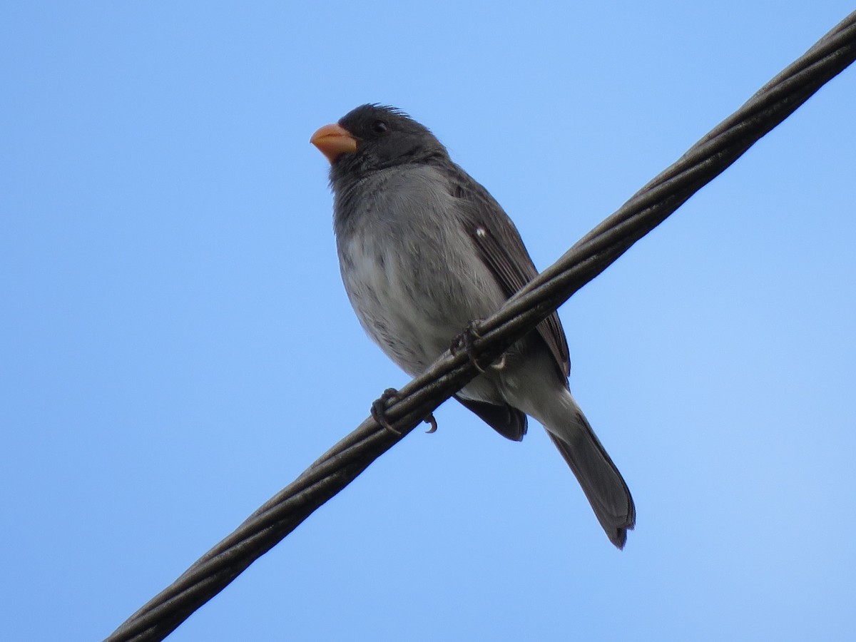 Gray Seedeater - ML619543371