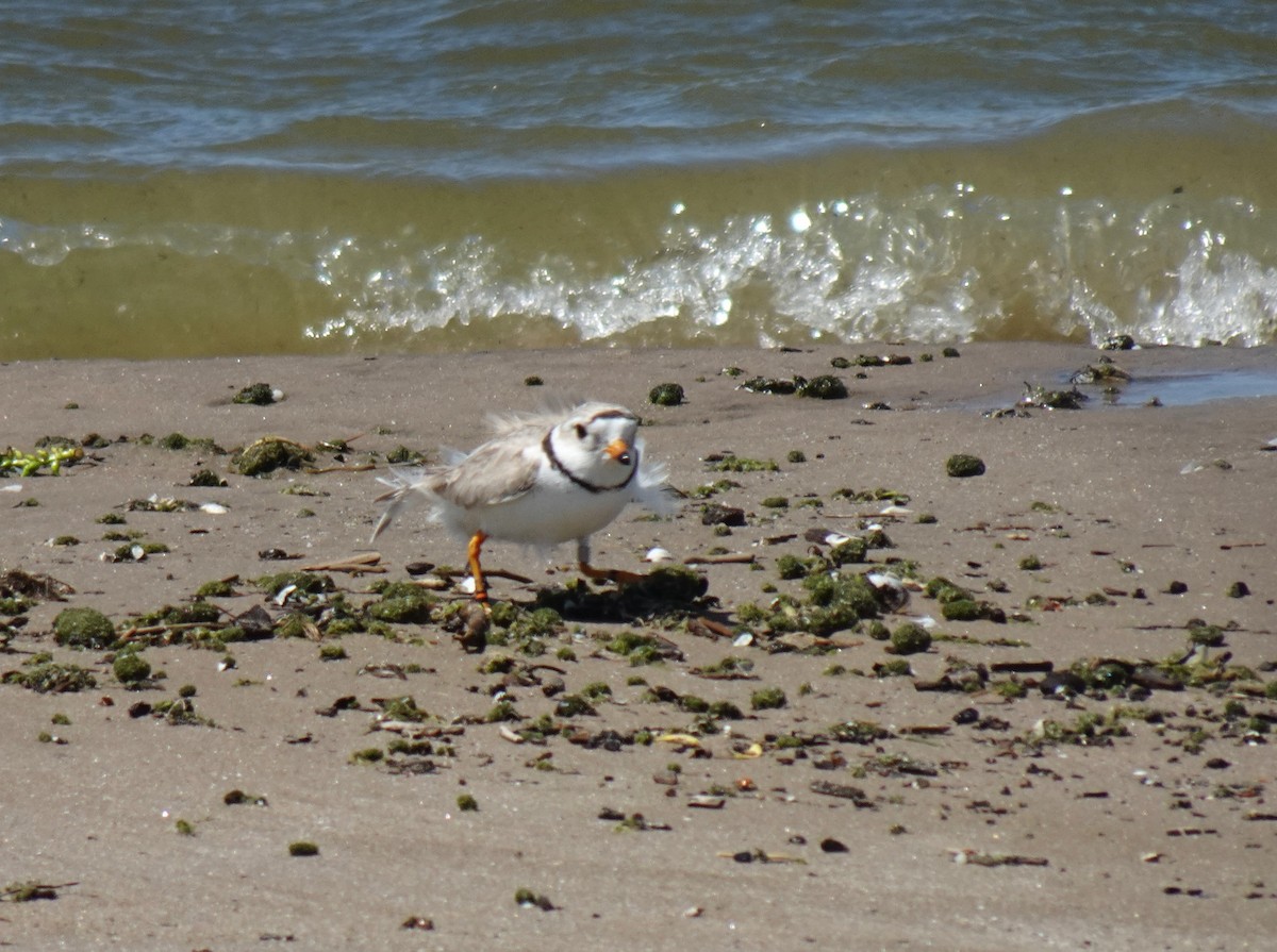 Piping Plover - ML619543380