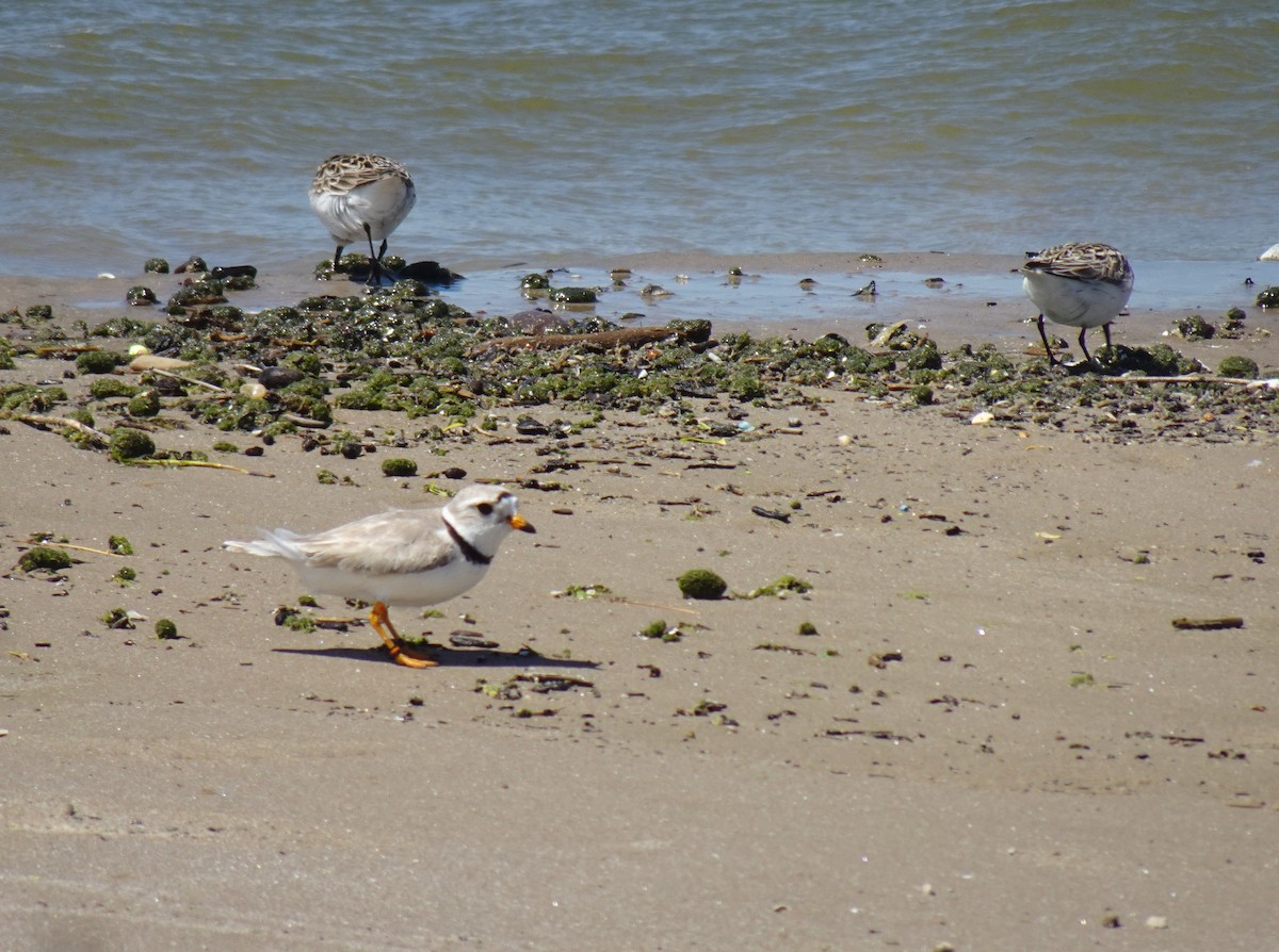 Piping Plover - ML619543388