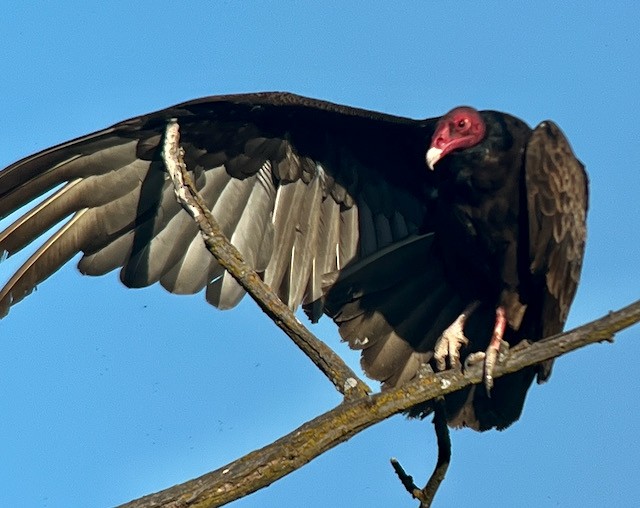 Turkey Vulture - ML619543422