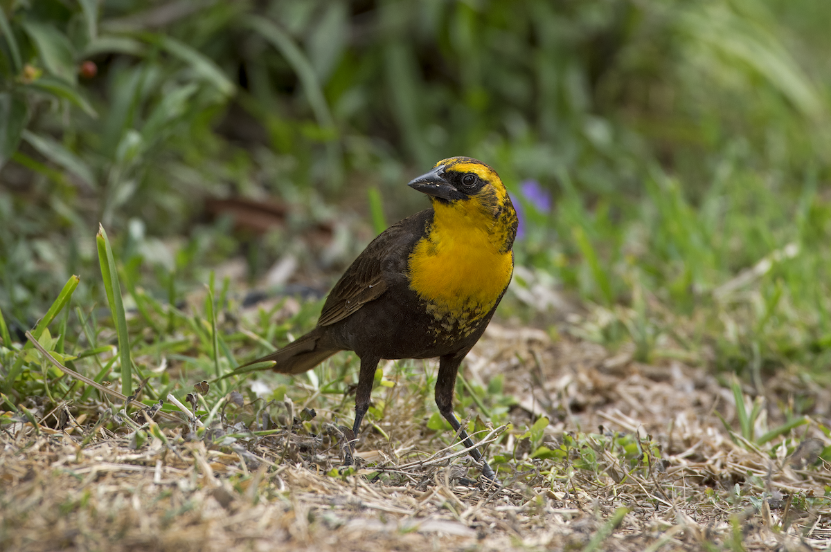 Yellow-headed Blackbird - ML619543449