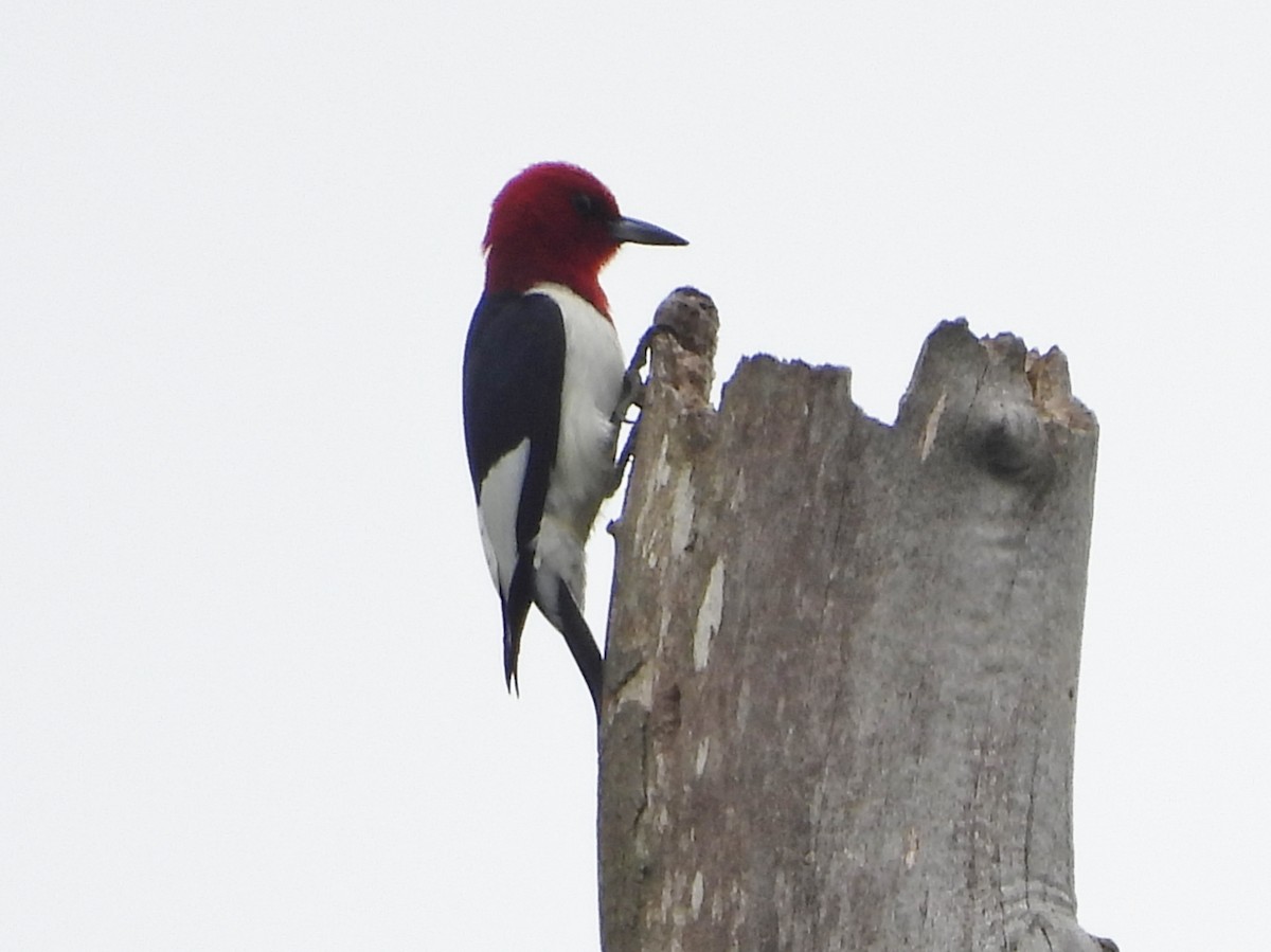 Red-headed Woodpecker - ML619543478