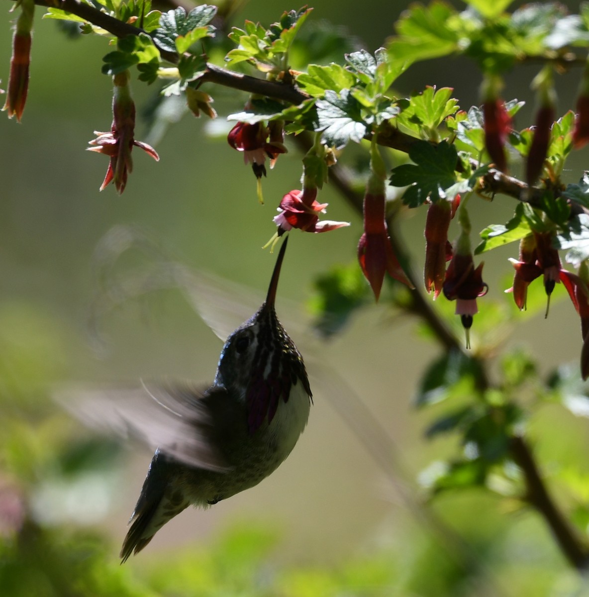 Calliope Hummingbird - ML619543479