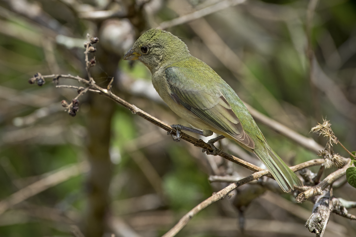 Painted Bunting - ML619543509
