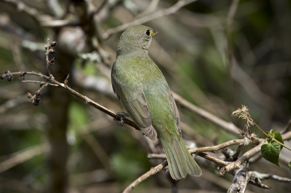 Painted Bunting - ML619543510