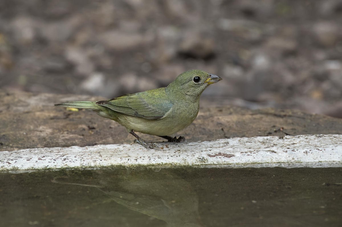 Painted Bunting - ML619543511