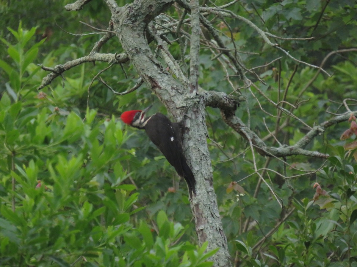 Pileated Woodpecker - ML619543548