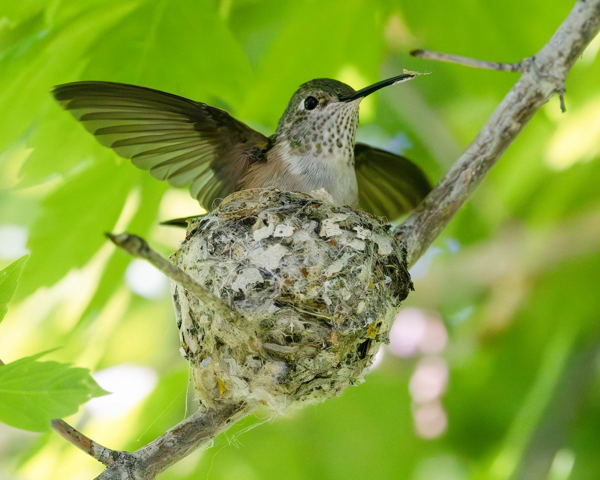 Broad-tailed Hummingbird - ML619543587