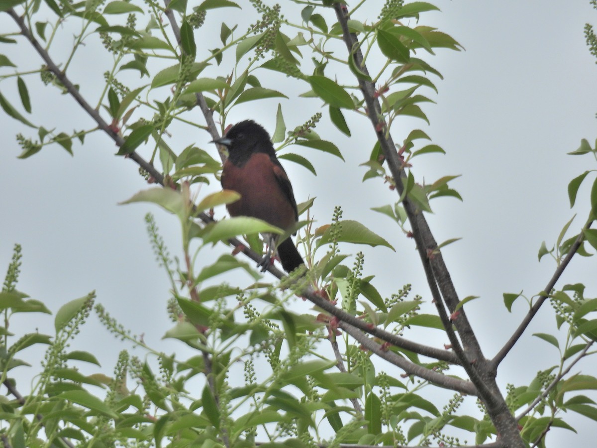 Orchard Oriole - ML619543588