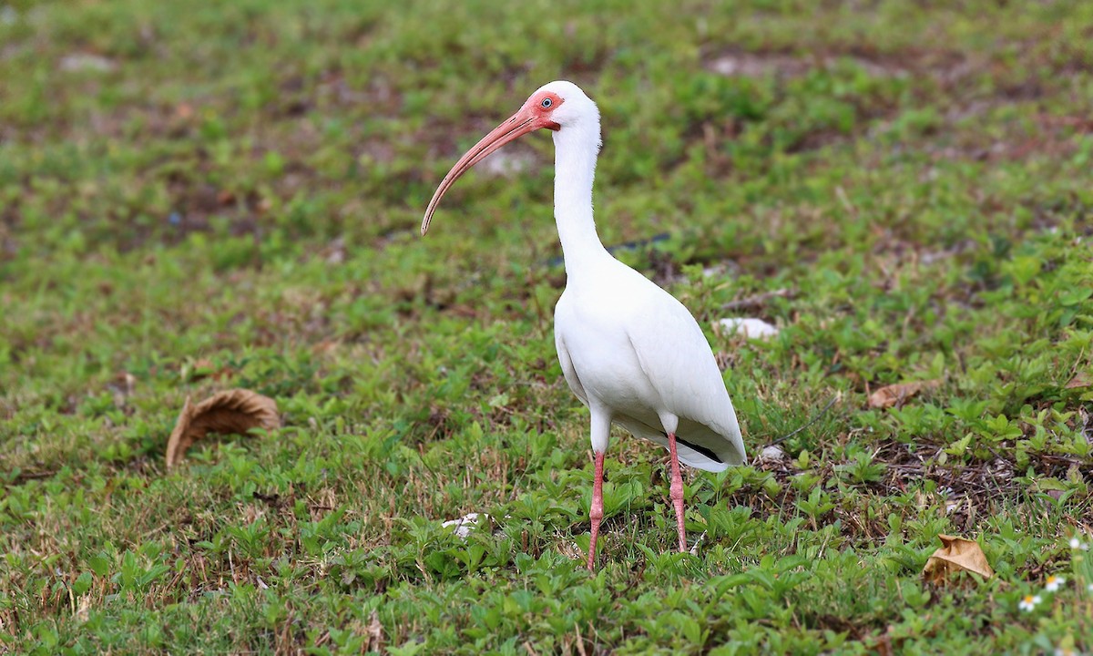 ibis bílý - ML619543630