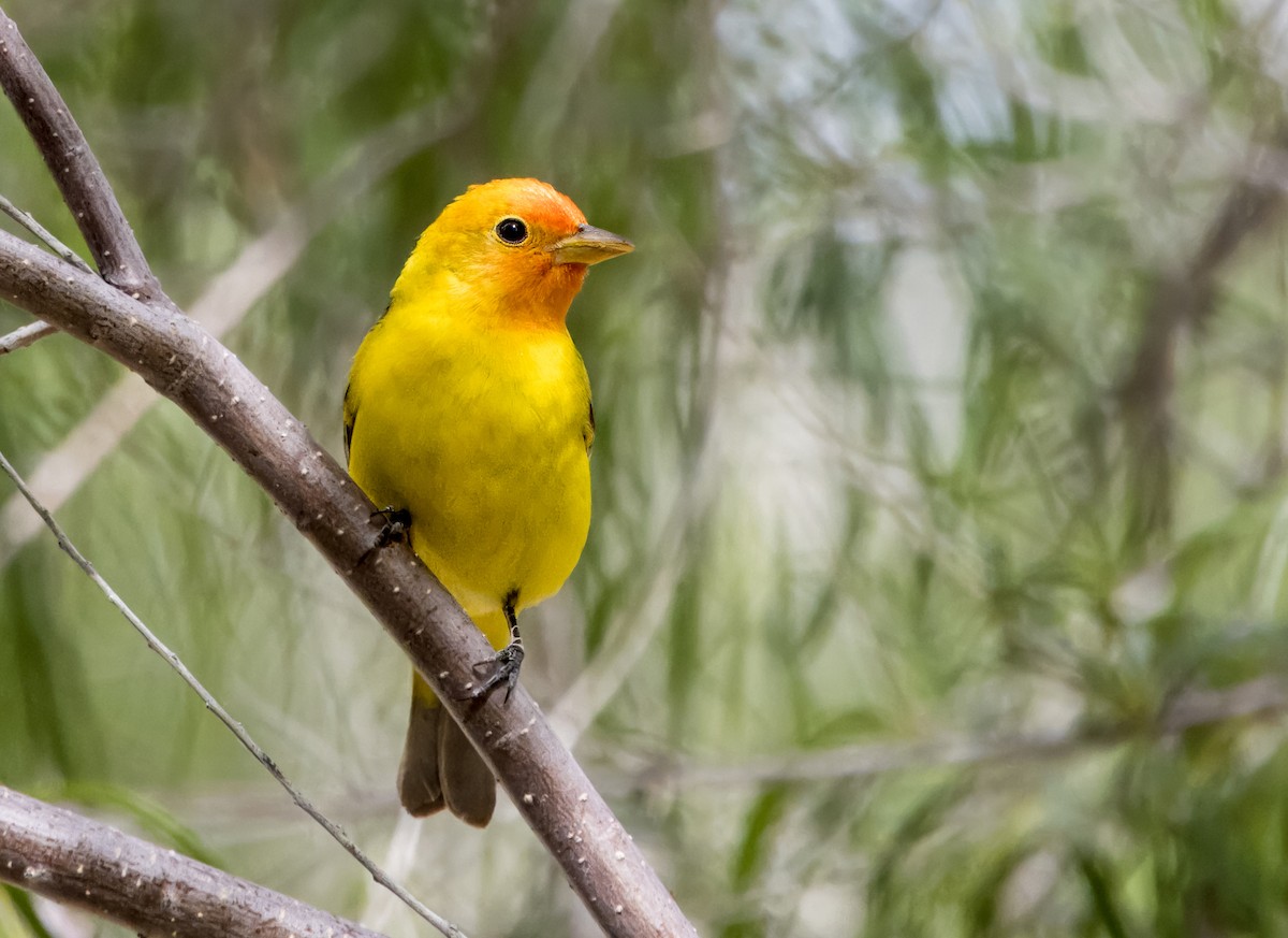 Western Tanager - ML619543654