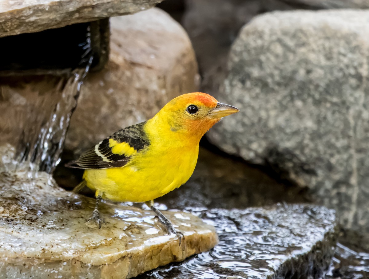 Western Tanager - ML619543657