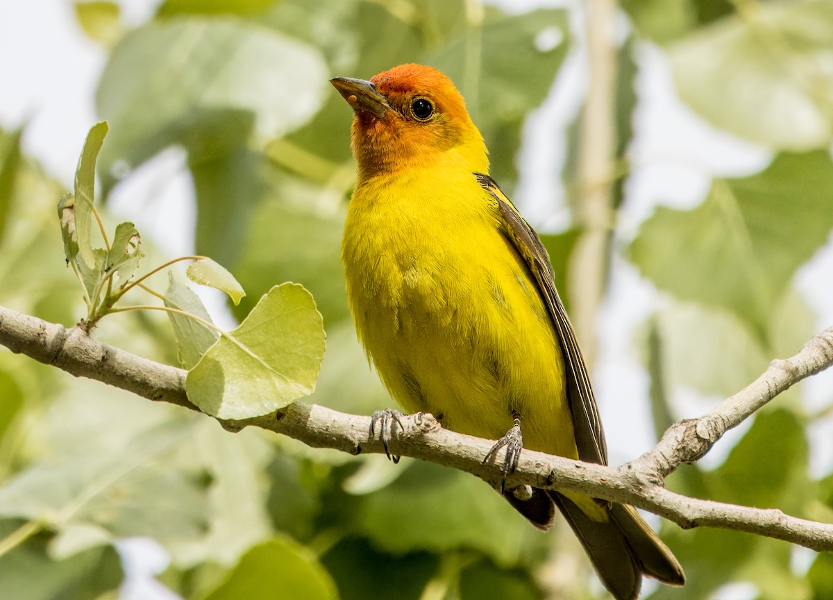 Western Tanager - ML619543660
