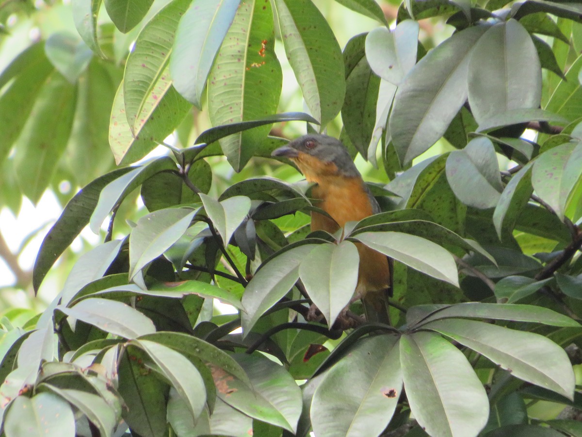 Rufous-crested Tanager - ML619543663