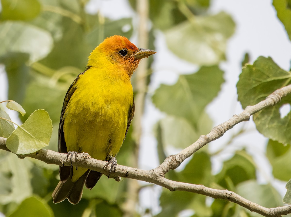 Western Tanager - ML619543668