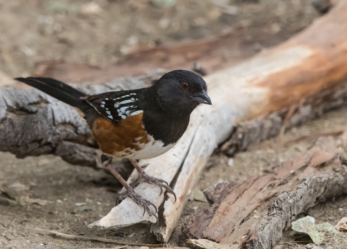 Spotted Towhee - ML619543698
