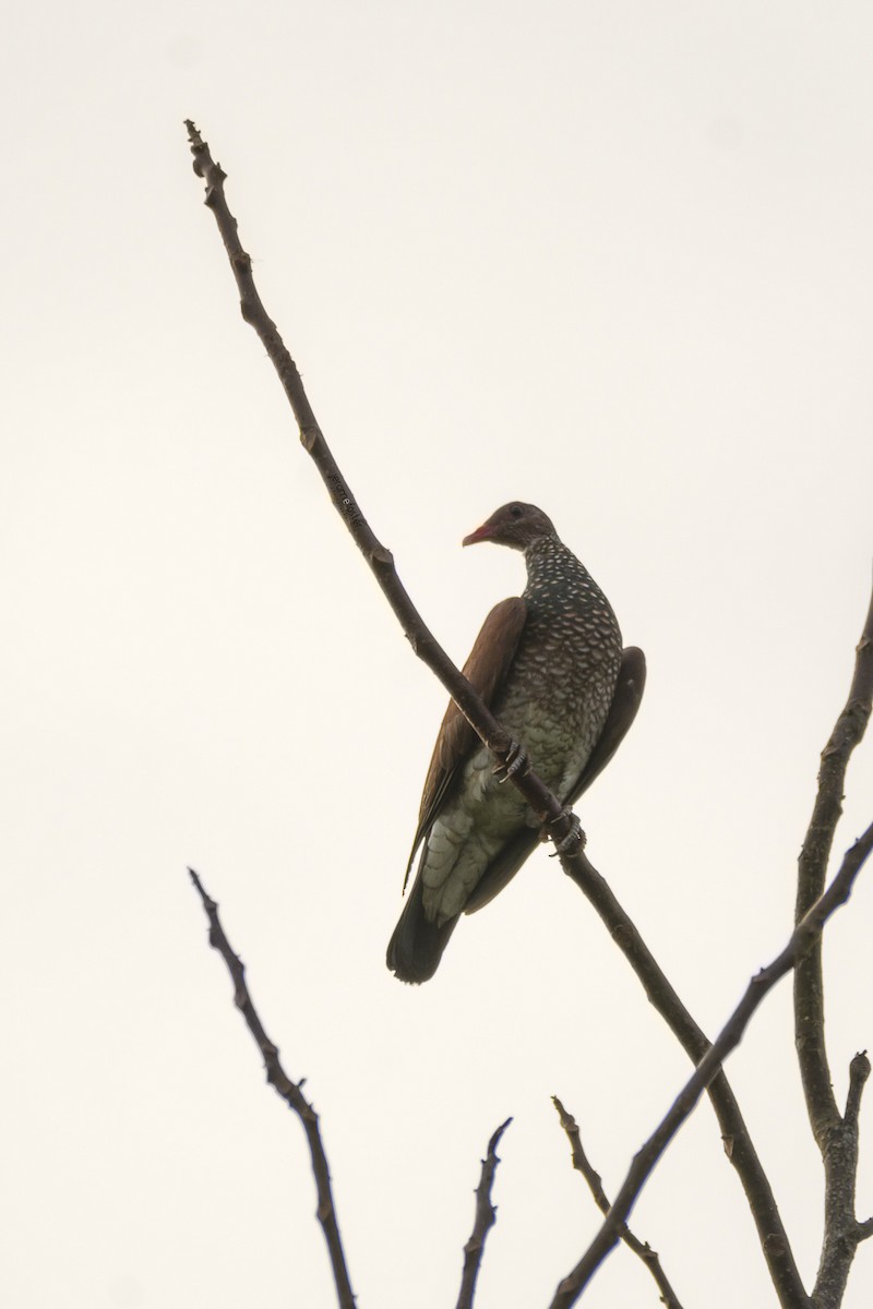 Scaled Pigeon - ML61954371