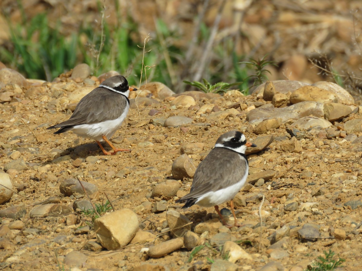 Common Ringed Plover - ML619543756