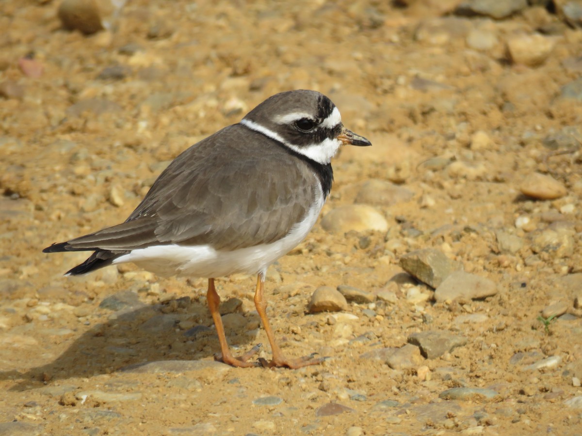 Common Ringed Plover - ML619543757