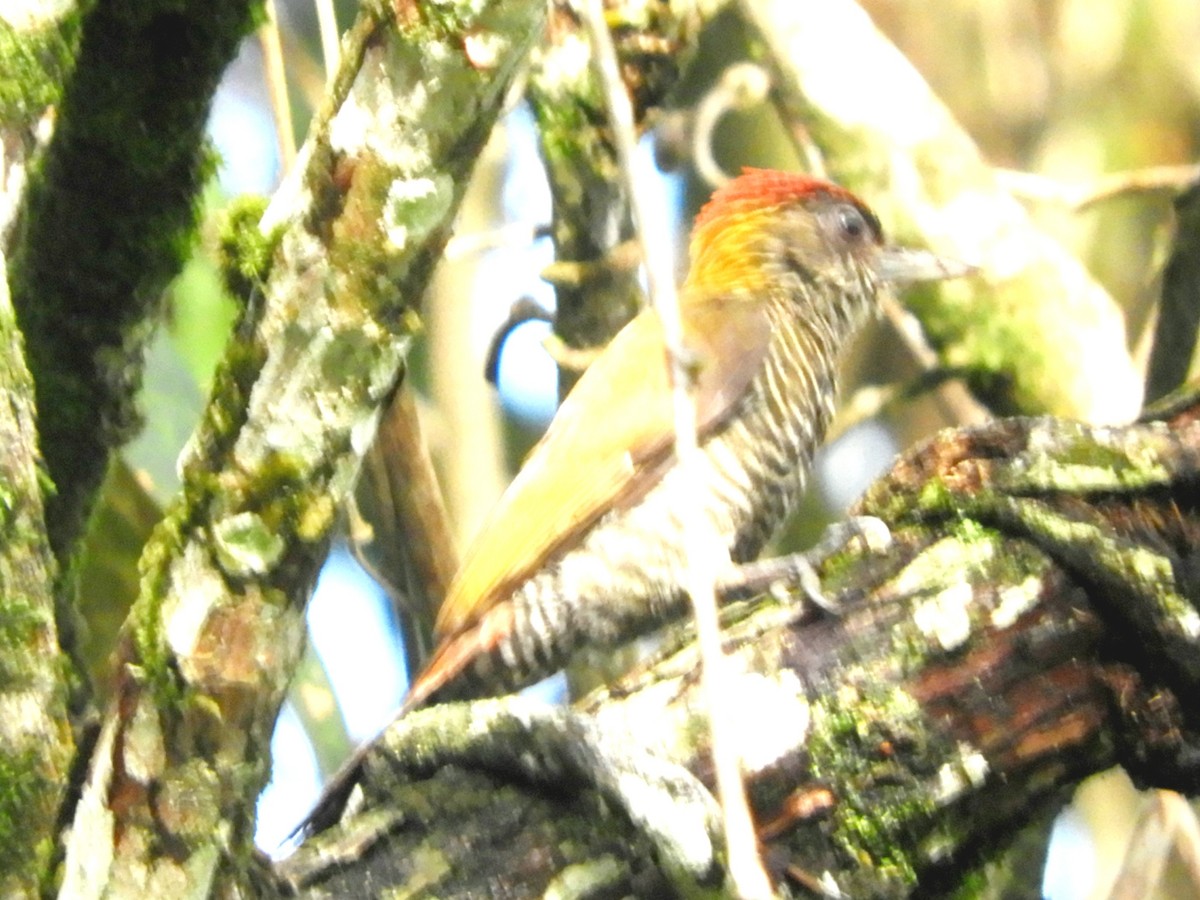 Red-rumped Woodpecker - ML619543789