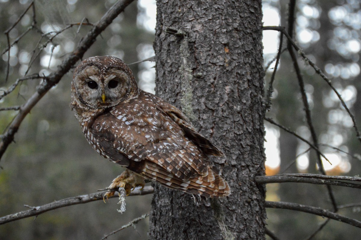 Spotted Owl (Mexican) - ML619543810