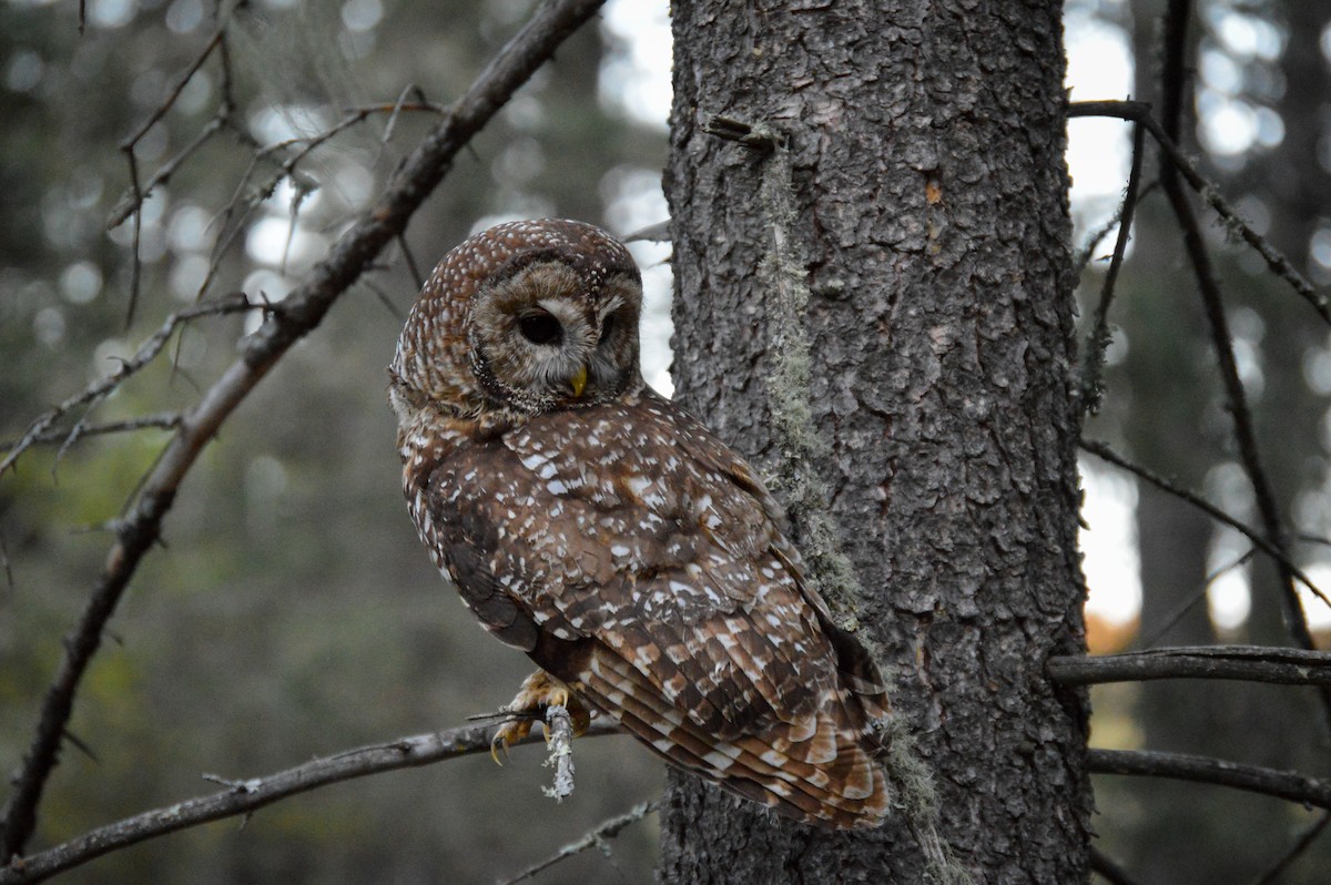 Spotted Owl (Mexican) - ML619543823