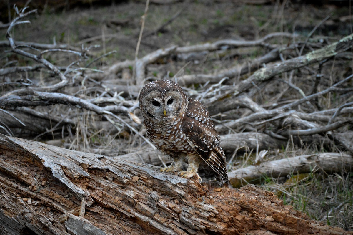 Spotted Owl (Mexican) - ML619543830