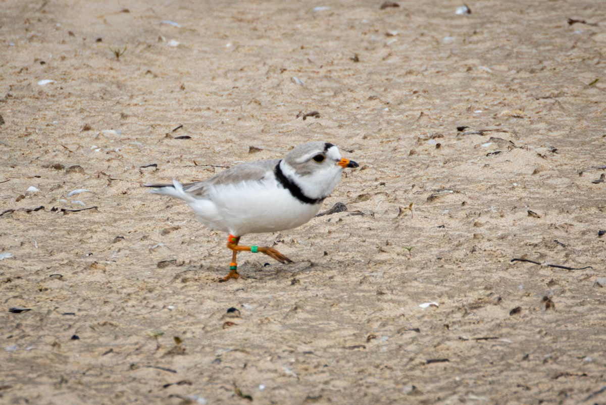 Piping Plover - ML619543854