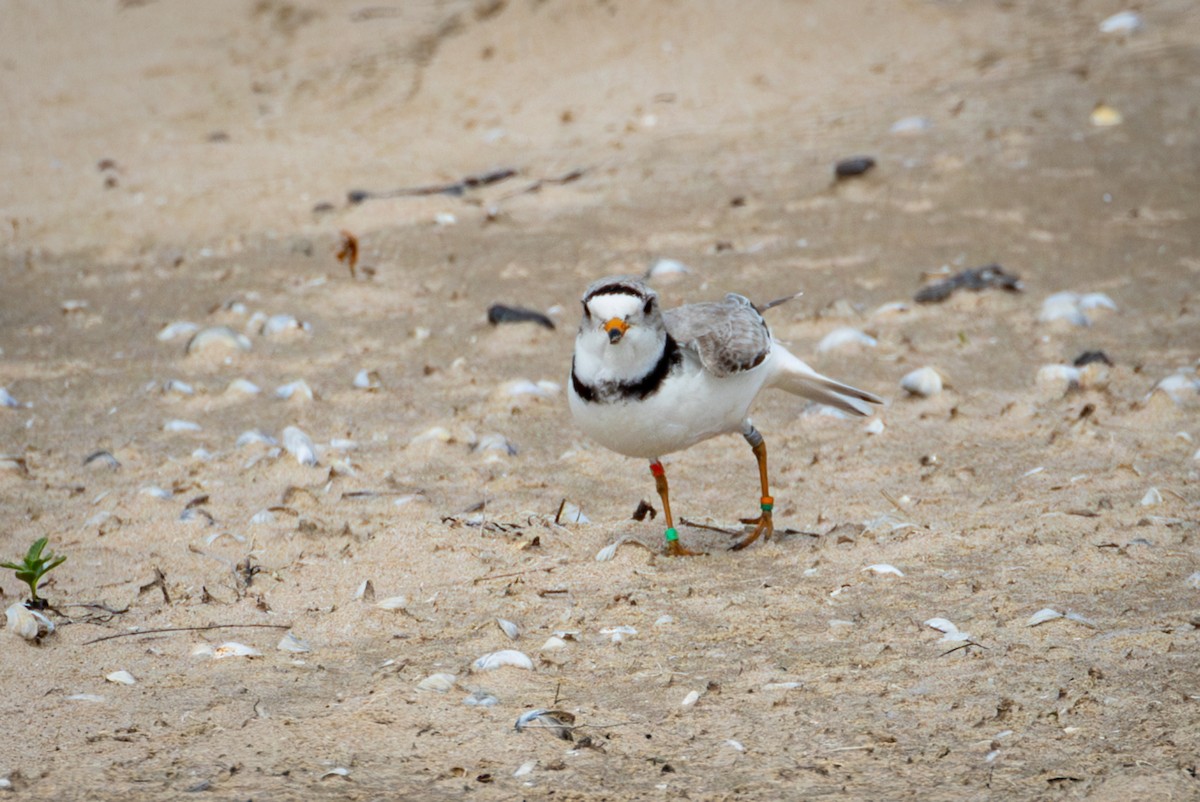 Piping Plover - ML619543855