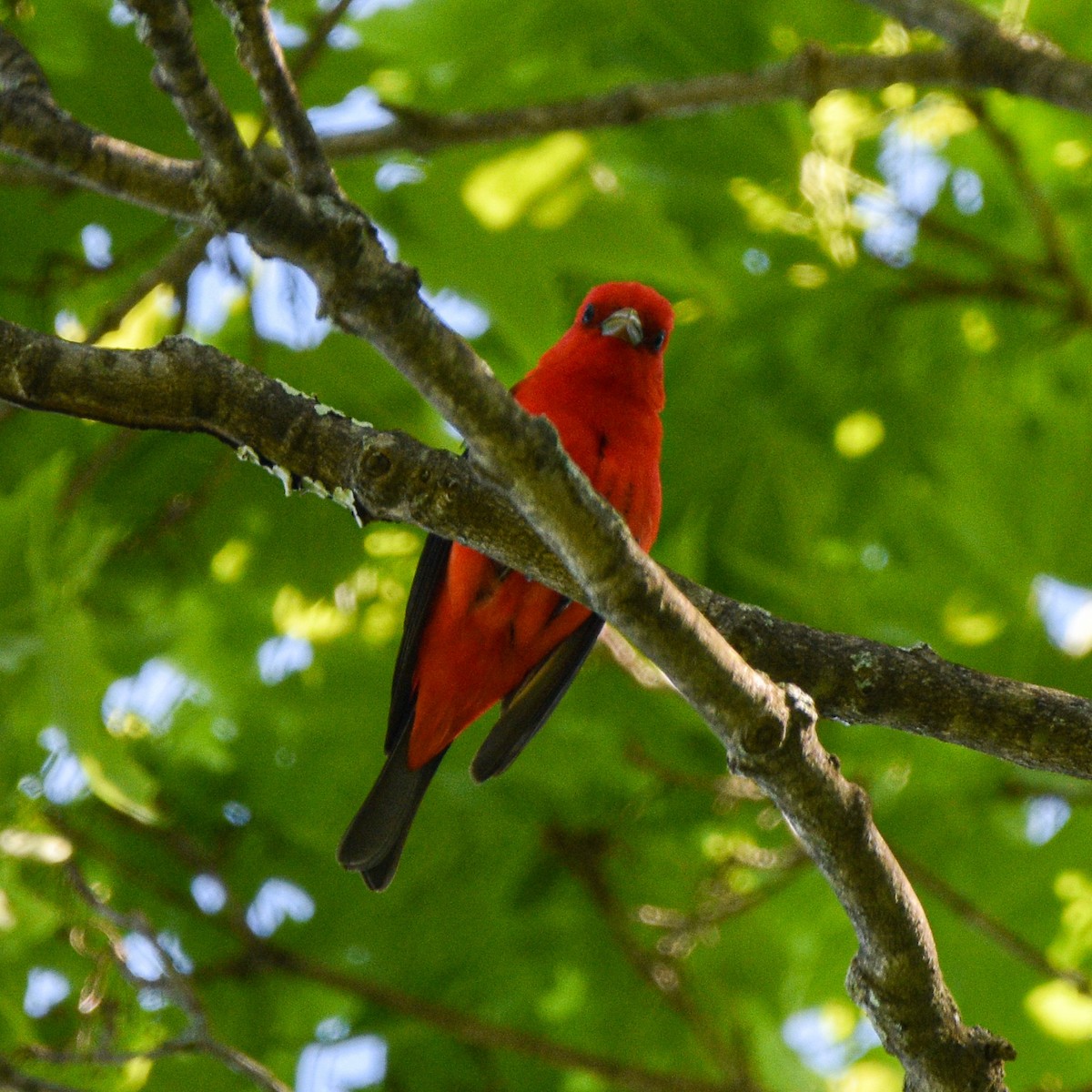 Scarlet Tanager - ML619543878