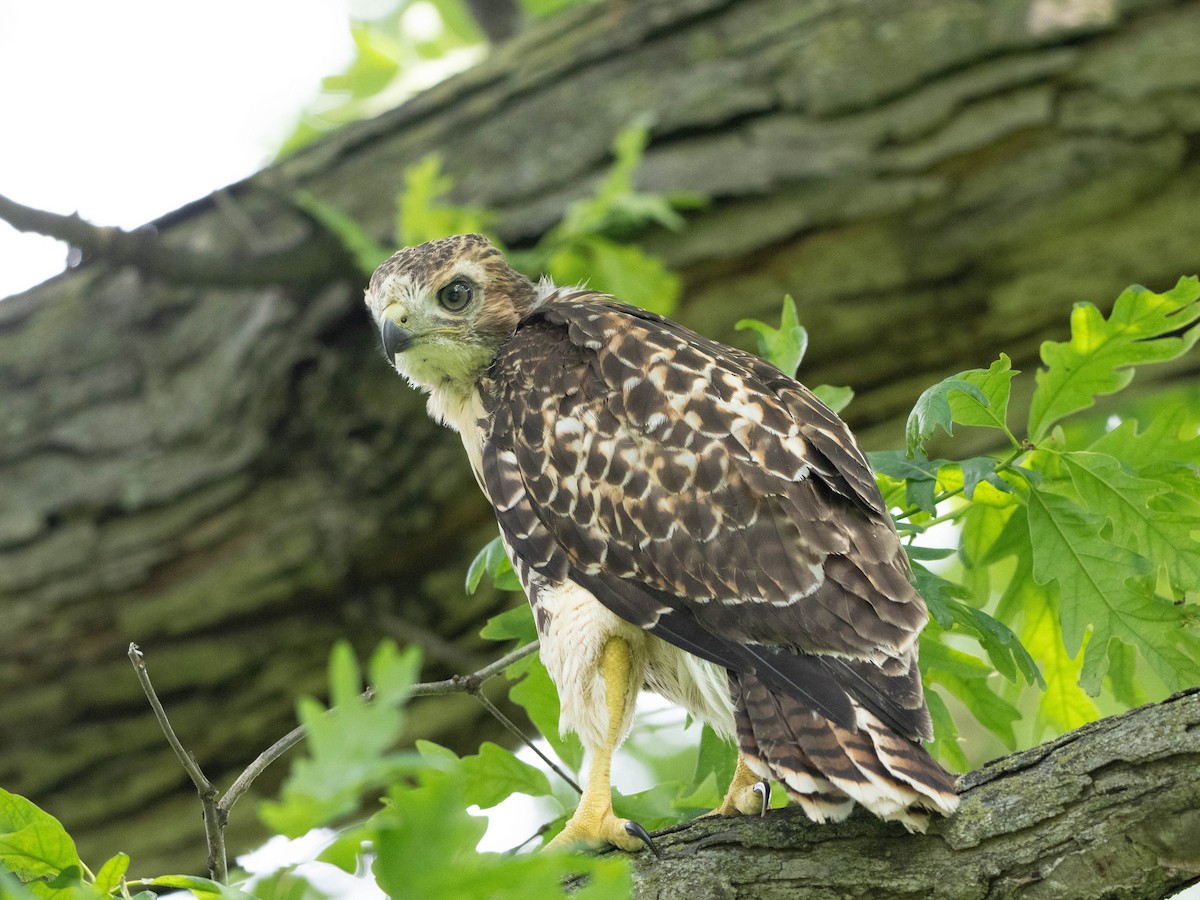 Red-tailed Hawk - ML619543889