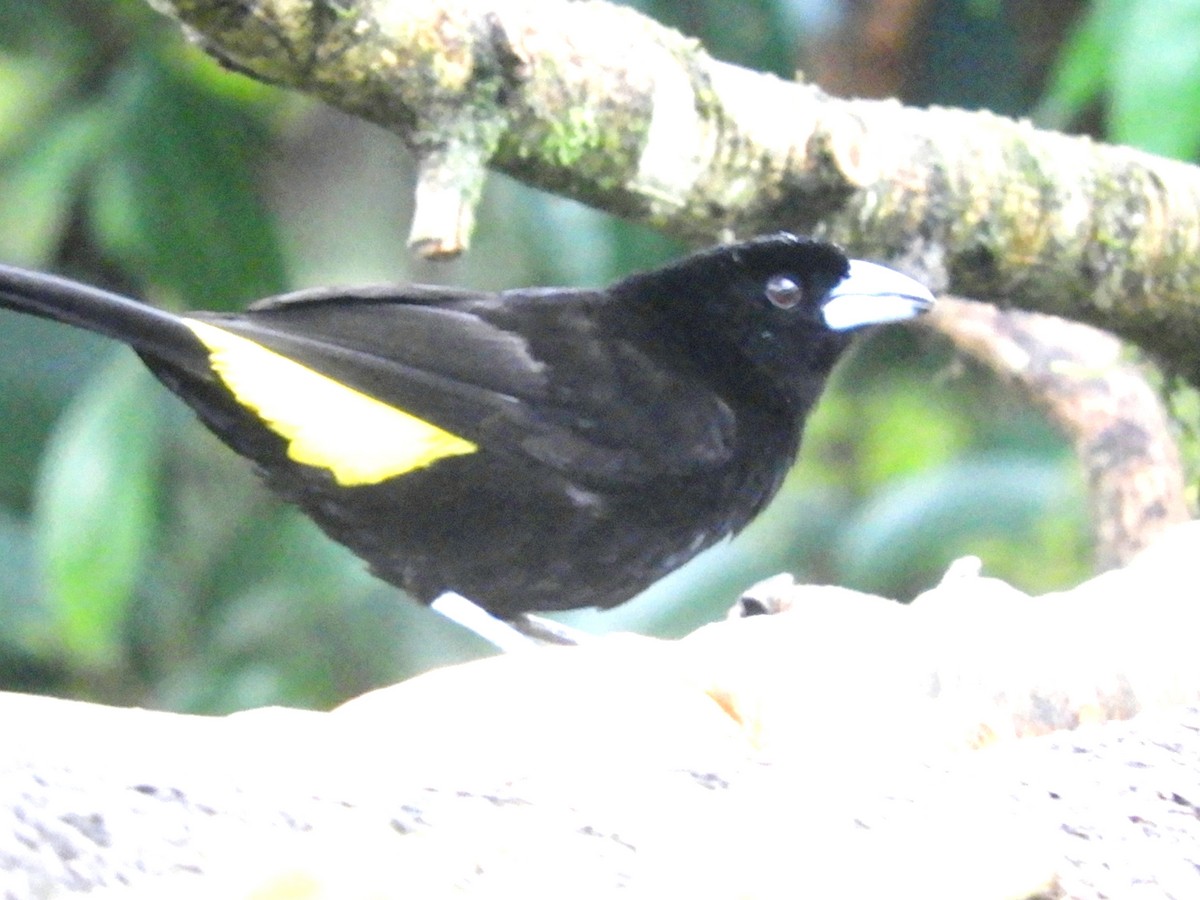 Flame-rumped Tanager - ML619543903