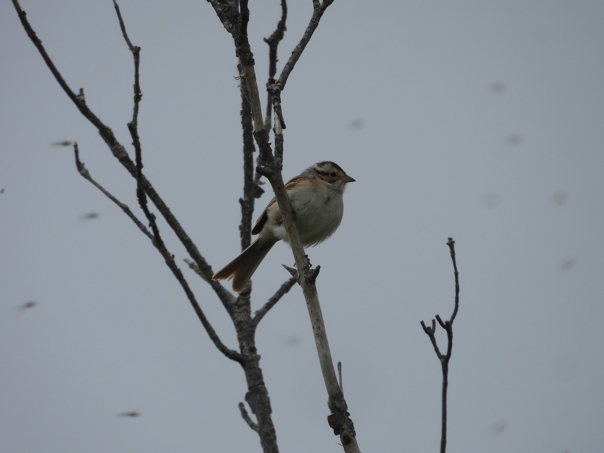 Clay-colored Sparrow - ML619544011