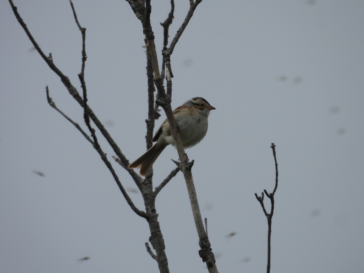 Clay-colored Sparrow - ML619544012