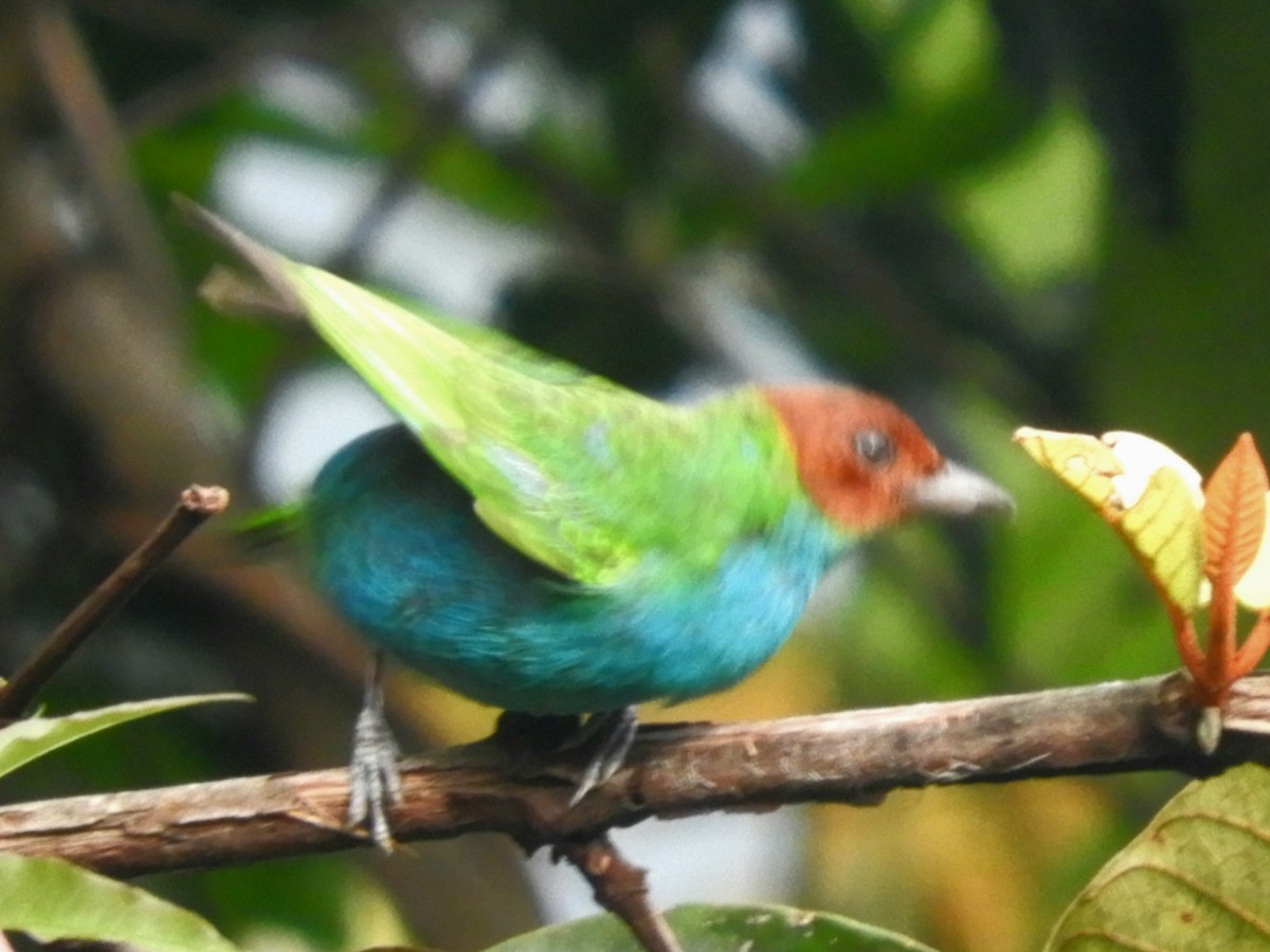 Bay-headed Tanager - ML619544036