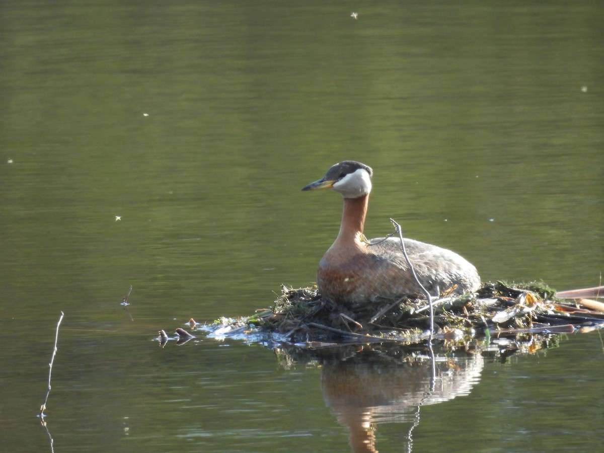 Red-necked Grebe - ML619544136