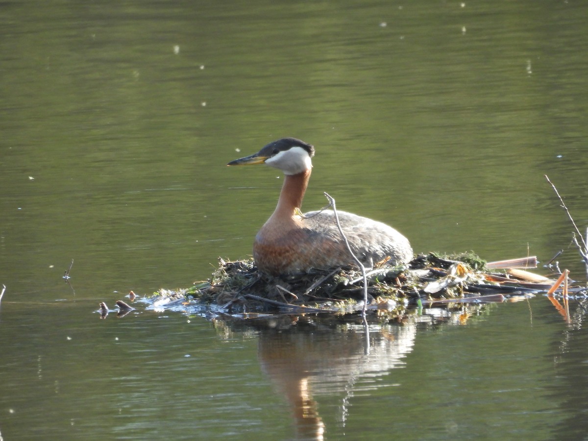 Red-necked Grebe - ML619544137